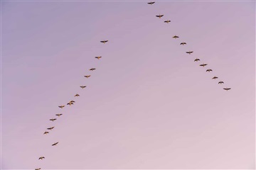 Ekstraordinær villa med direkte adgang til Øres...